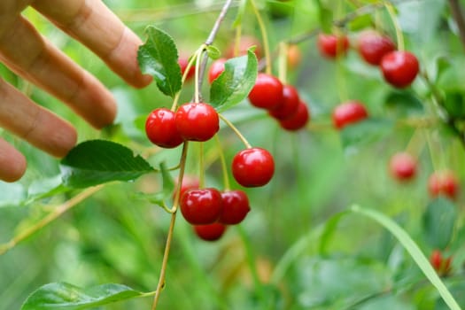 Red cherries on branch in garden. Many ripe cherry berry on cherry tree, close up. Harvesting berries