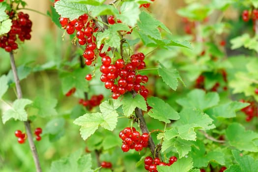 Branch with berries fresh ripe red currant in a garden. Summer time. Selective focus