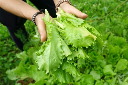 Hand holds fresh light green lettuce, harvesting. Agriculture bio production concept.Non chemicals