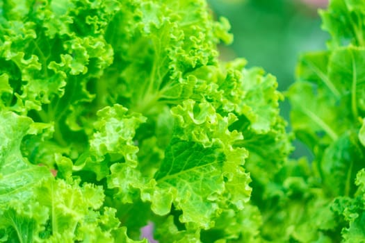 Lactuca sativa green leaves, close up. Leaf Lettuce in garden bed. Harvesting. Selective focus