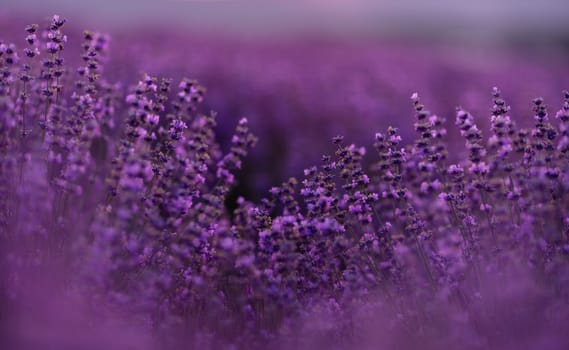 Blooming lavender in a field at sunset in Provence. Fantastic summer mood, floral sunset landscape of meadow lavender flowers. Peaceful bright and relaxing nature scenery