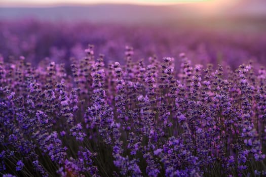 Blooming lavender in a field at sunset in Provence. Fantastic summer mood, floral sunset landscape of meadow lavender flowers. Peaceful bright and relaxing nature scenery