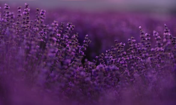 Blooming lavender in a field at sunset in Provence. Fantastic summer mood, floral sunset landscape of meadow lavender flowers. Peaceful bright and relaxing nature scenery