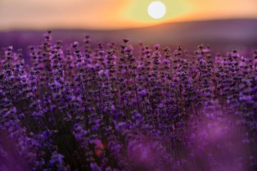 Blooming lavender in a field at sunset in Provence. Fantastic summer mood, floral sunset landscape of meadow lavender flowers. Peaceful bright and relaxing nature scenery