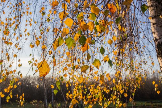 Birch with lowered branches and autumn leaves. Yellow birch leaves against the sky.