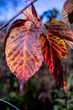 Colorful autumn tree leaves close-up on a blurred background. Macro photo of leave. Colorful orange leaves on a tree branch.