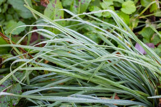 Frozen green grass on a background of leaves. Fragment of an autumn green glade. fallen green grass