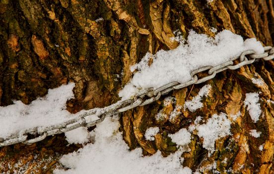 Metal chain on a tree..Chain on the bark of a tree..Metal chain on a tree.