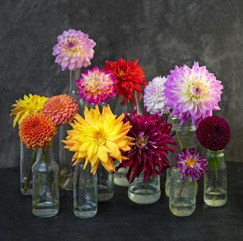 Red white Dahlia flowers with rain drops, top view wallpaper background. Colorful dahlia flowers, wallpaper backdrop. Blossoming dalias bloom