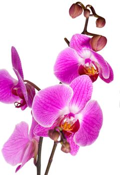 violet orchid branch isolated on white background