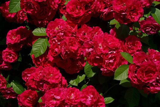 Beautiful pink climbing roses in summer garden with white background.