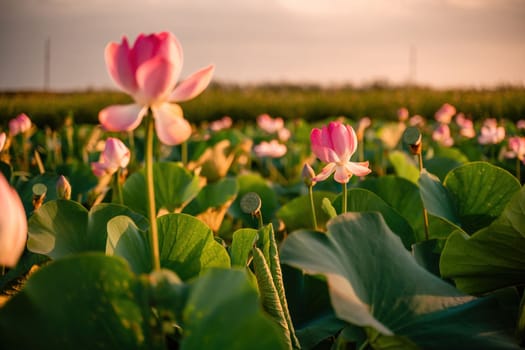 Sunrise in the field of lotuses, Pink lotus Nelumbo nucifera sways in the wind. Against the background of their green leaves. Lotus field on the lake in natural environment