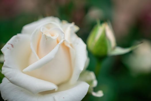 Beautiful Rose and Rosebuds in Rose Garden, Close Up, Selective Focus