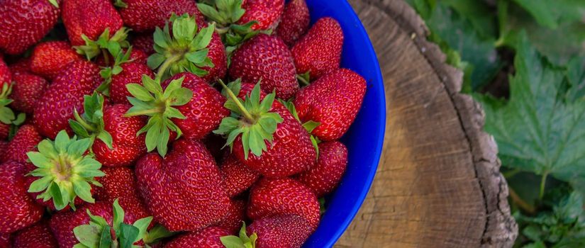 farm-fresh strawberries in a bowl. Selective focus