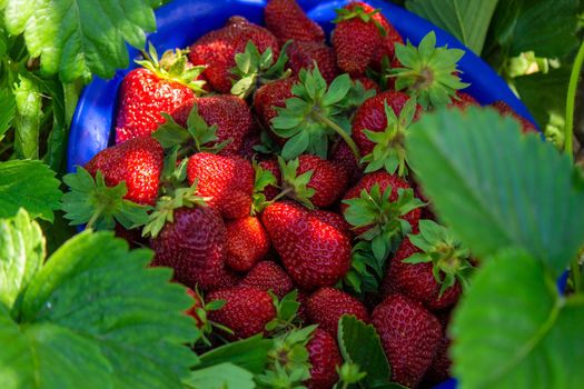 farm-fresh strawberries in a bowl. Selective focus