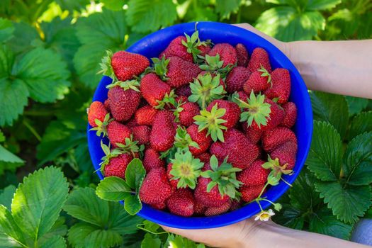 farm-fresh strawberries in a bowl. Selective focus