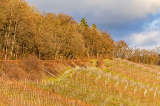 Idyllic vineyard with vines on the hillside with majestic light und clouds at sunset im Kochertal in Hohenlohe, Baden-Wuerttemberg, Germany