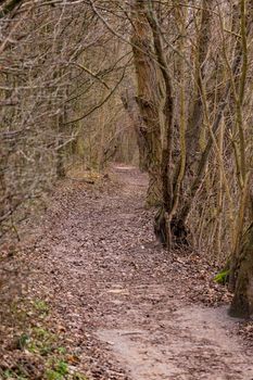 A leaf lined path through trees and bushes in pastel colors in winter as portrait image