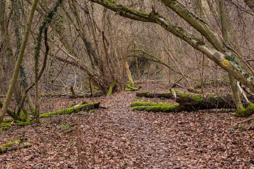 A forest path through the ban forest is like an adventure path with leaves on the forest floor in winter, Germany