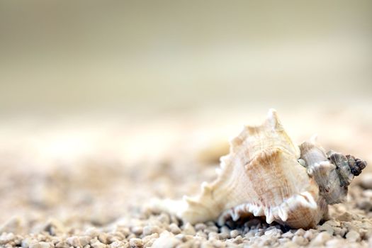 Sea shells at the beach soft focus blurred background for copy space, Summer nature concept, tropical sand colors background texture