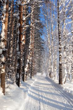Winter road in a snowy forest, tall trees along the road. There is a lot of snow on the trees. Beautiful bright winter landscape. Winter season concept. Skiing trip