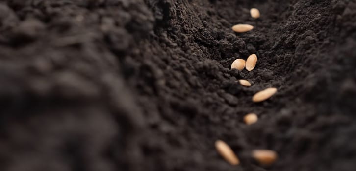 Sowing season. Sowing seeds closeup. Planting seeds soil ground earth garden soil farm garden ground. Seeding plant farm ground. Seedbed. Fertile land. Fertile ground. Agriculture planting vegetables