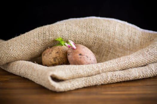 Spring potatoes with sprouted sprouts, ready for planting in the ground. In burlap on a wooden table.