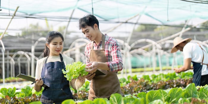 Asian woman and man farmer working together in organic hydroponic salad vegetable farm. using tablet inspect quality of lettuce in greenhouse garden.