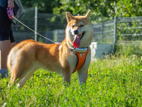 Shiba Inu plays on the dog playground in the park. Cute dog of shiba inu breed walking at nature in summer. walking outside.