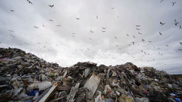 Seagulls circling over the landfill outside the city
