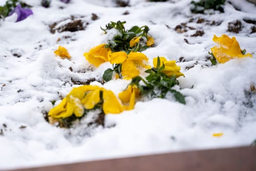 Pansies snow. Snow on a yellow pansy Viola tricolor flower during early spring storm.