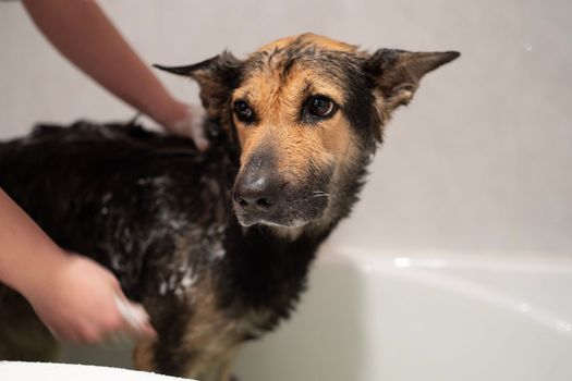 Bath Time: A Girl get Her Dog Clean and Cozy.