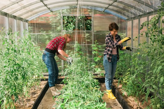 Woman working inside greenhouse garden - Nursery and spring