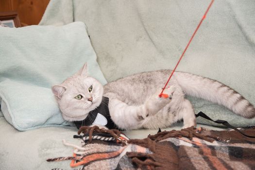 A cute gray young scottish cat dressed on a cat leash lies on the couch waiting for a walk, theme of people and pets, close-up. High quality photo