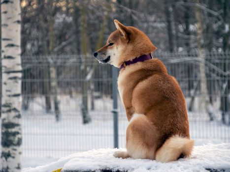 Japanese red coat dog is in winter forest. Portrait of beautiful Shiba inu male standing in the forest on the snow and trees background. High quality photo. Walk in winter