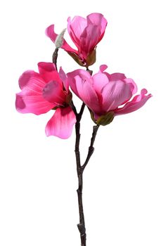 Magnolia branch with pink flowers on a white background, textile material