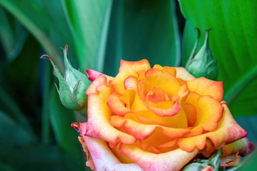 Beautiful Rose and Rosebuds in Rose Garden, Close Up, Selective Focus