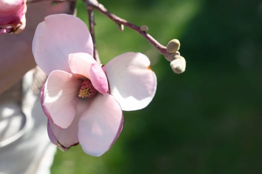 Flower magnolia blossoms on green grass background