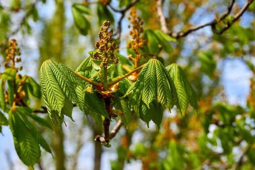 the large European tree that produces the edible chestnut, which develops within a bristly case, with serrated leaves and heavy timber.