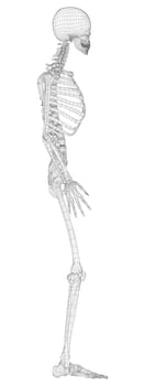 Human skeleton. 3d illustration. Wire-frame style. Illustration for medicine