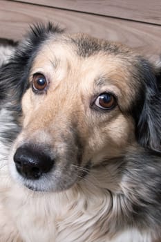 Domestic grey fluffy dog look at camera, close up portrait