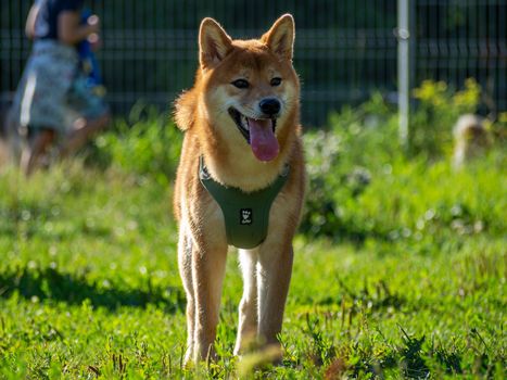 Shiba Inu plays on the dog playground in the park. Cute dog of shiba inu breed walking at nature in summer. walking outside.