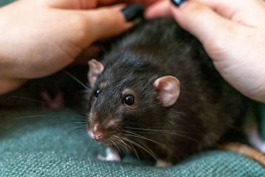 Black domestic rat Dumbo in female hands