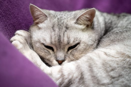 scottish straight cat is sleeping. Close-up of a sleeping cat muzzle, eyes closed. Against the background of a purple blanket. Favorite Pets, cat food