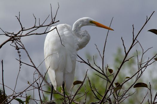 Great egret perched on a thin branch while looking around. Found in Everglades, Florida, United States