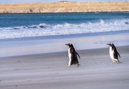 Pair of Gentoo penguins walking on beach to sea at Bluff Cove Falkland Islands