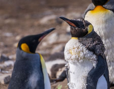 King Penguin juvenile losing its baby or initial feathers and fur among others at Bluff Cove on Falkland Islands