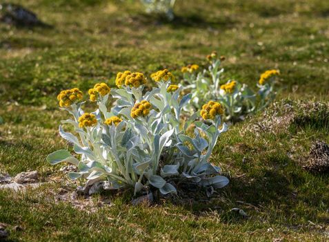 Flowering plant known as Sea Cabbage growing near the shore on Falkland Islands
