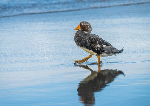 Single Falkland Steamer flightless duck walking by the ocean at Bluff Cove