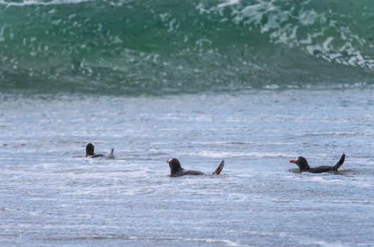 Group of Gentoo penguins swimming in sea at Bluff Cove Falkland Islands